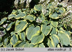 Hosta Tokudama Flavocircinalis