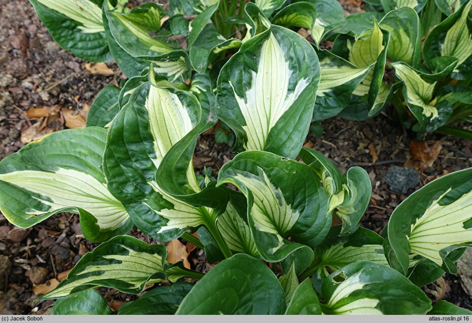 Hosta Whirlwind