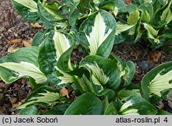 Hosta Whirlwind