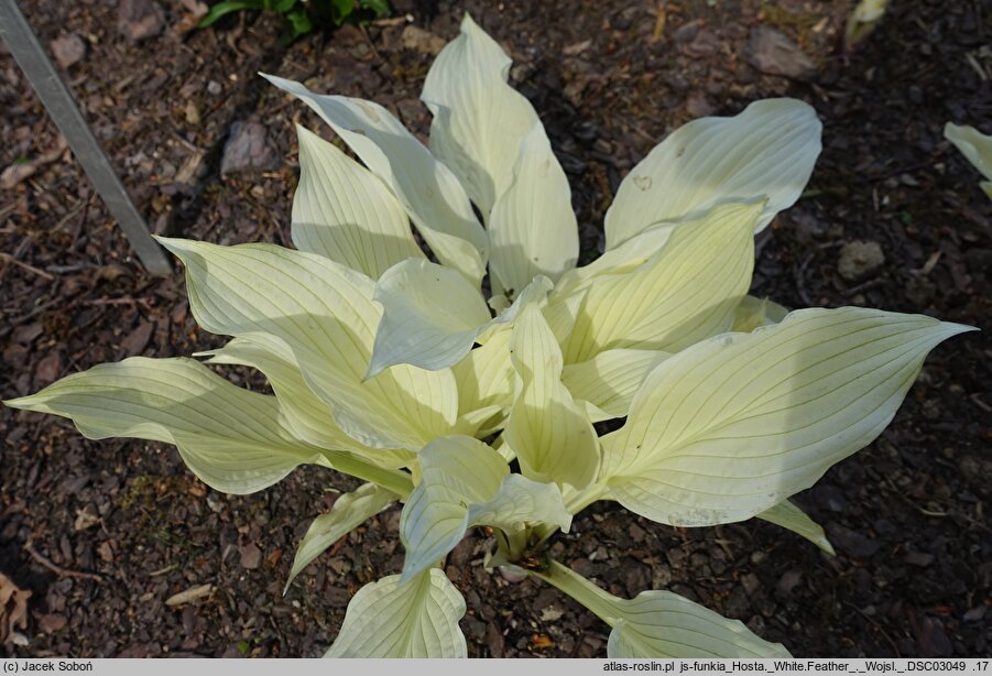 Hosta White Feather