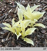 Hosta White Feather