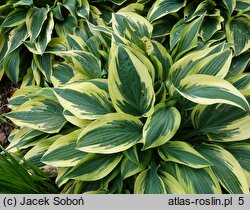 Hosta Wolverine