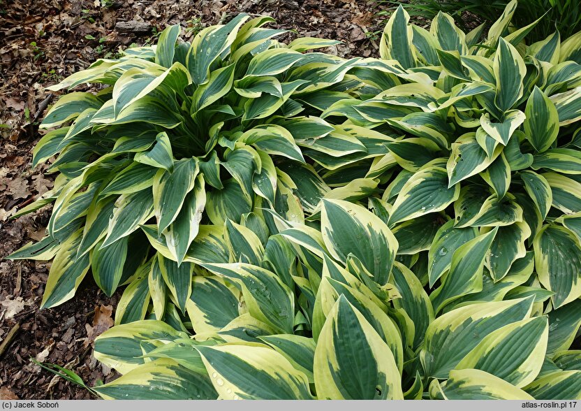 Hosta Wolverine