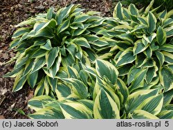 Hosta Wolverine