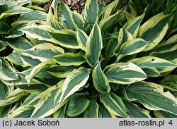 Hosta Wolverine