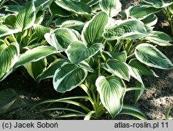 Hosta Zager's White Edge