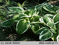 Hosta Zager's White Edge