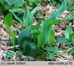 Hosta clausa var. normalis