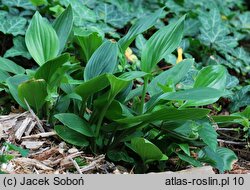 Hosta clausa var. normalis