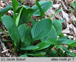 Hosta clausa var. normalis