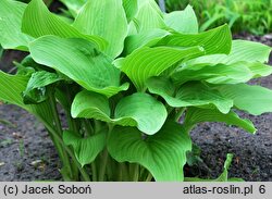 Hosta kiyosumiensis