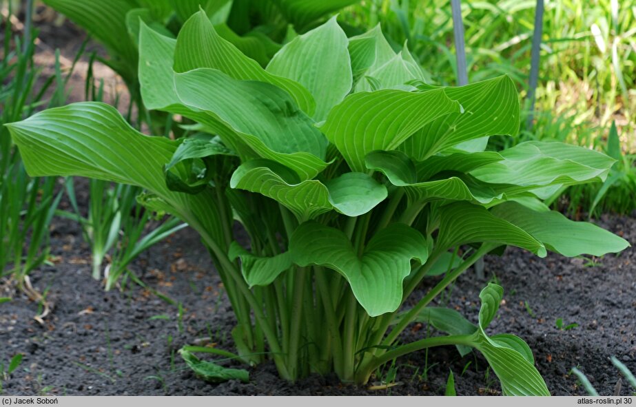 Hosta kiyosumiensis