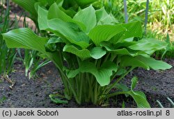 Hosta kiyosumiensis