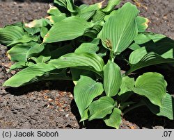 Hosta sieboldiana (funkia sina)