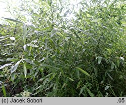 Phyllostachys bissetii (fylostachys Bisseta)