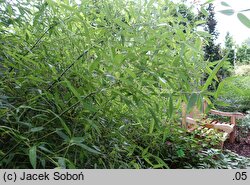 Phyllostachys bissetii (fylostachys Bisseta)