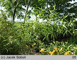 Phyllostachys mannii (fylostachys Manna)