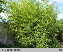 Phyllostachys nidularia (fylostachys gniazdowy)