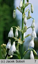 Ornithogalum candicans (galtonia biaława)