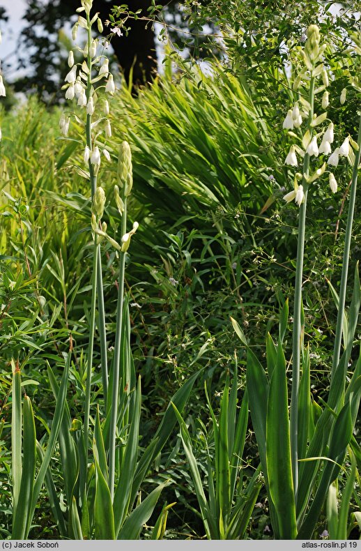 Ornithogalum candicans (galtonia biaława)