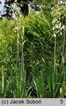 Ornithogalum candicans (galtonia biaława)