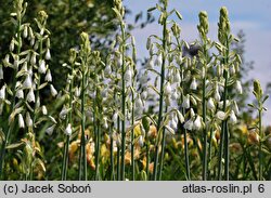 Ornithogalum candicans (galtonia biaława)