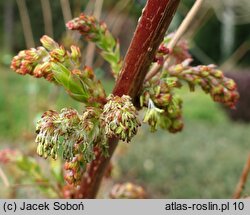 Coriaria japonica (garbownik japoński)