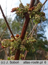 Coriaria japonica (garbownik japoński)