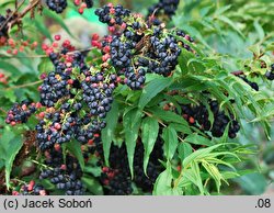 Coriaria japonica (garbownik japoński)