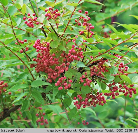 Coriaria japonica (garbownik japoński)