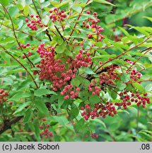 Coriaria japonica (garbownik japoński)