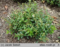 Gaultheria procumbens Indian Summer