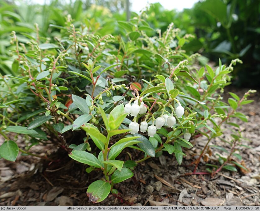 Gaultheria procumbens Indian Summer