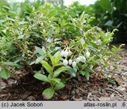Gaultheria procumbens Indian Summer