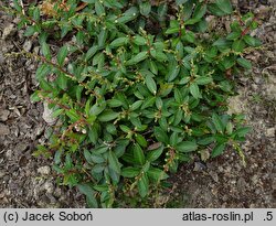 Gaultheria procumbens Indian Summer