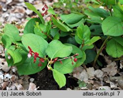 Gaultheria shallon (golteria szallon)