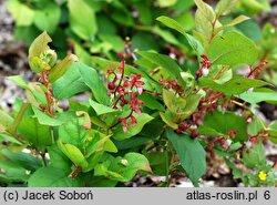 Gaultheria shallon (golteria szallon)