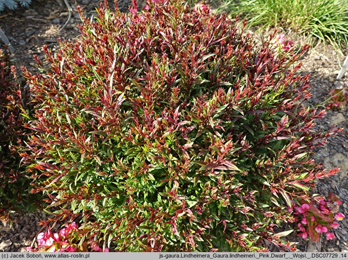 Gaura lindheimeri Pink Dwarf