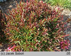 Gaura lindheimeri Pink Dwarf