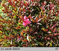 Gaura lindheimeri Pink Dwarf