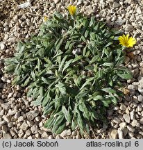 Gazania rigens