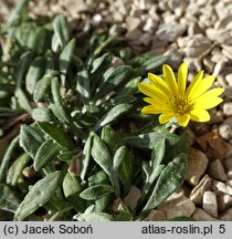 Gazania rigens