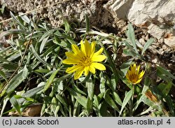 Gazania rigens