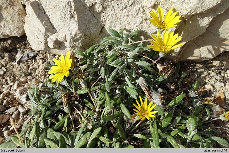 Gazania rigens