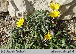 Gazania rigens