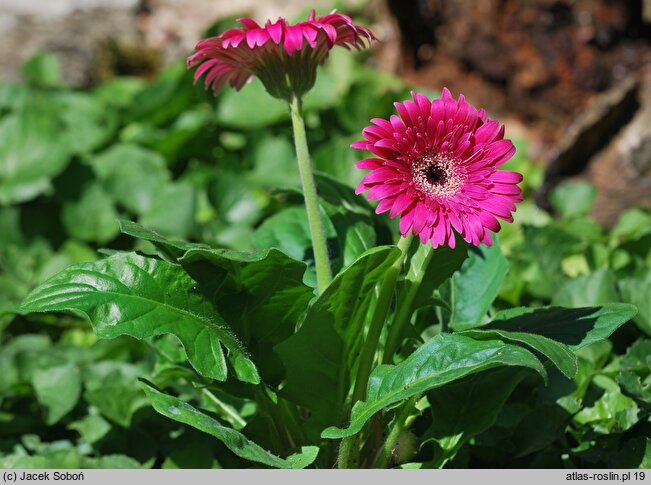 Gerbera (gerbera)