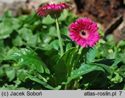 Gerbera (gerbera)