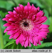 Gerbera (gerbera)