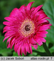 Gerbera (gerbera)