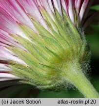 Gerbera (gerbera)